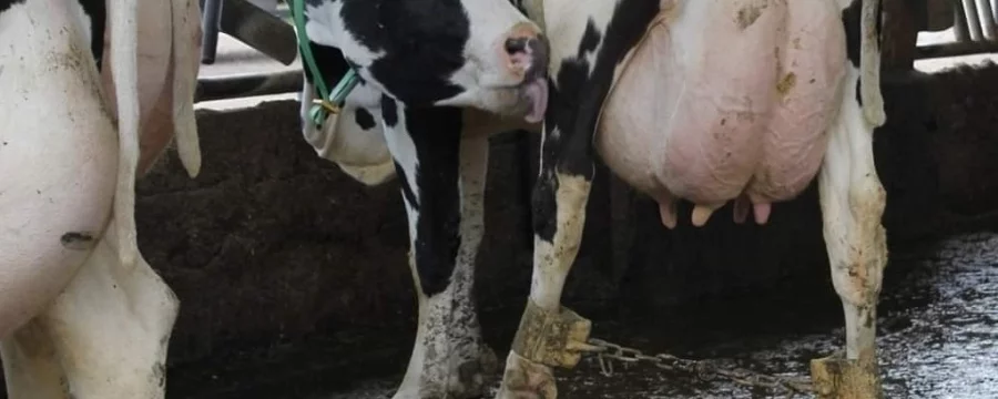 Cow with shackles